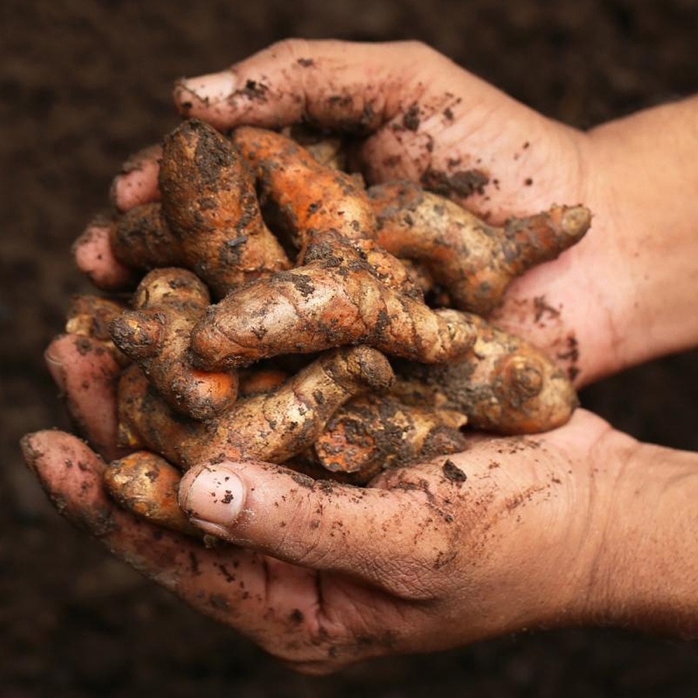 Lakadong Turmeric - Image 4